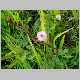 mimosa pudica.jpg